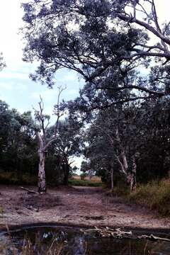 صورة Melaleuca argentea W. V. Fitzg.