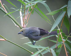 Image of Palm Tanager