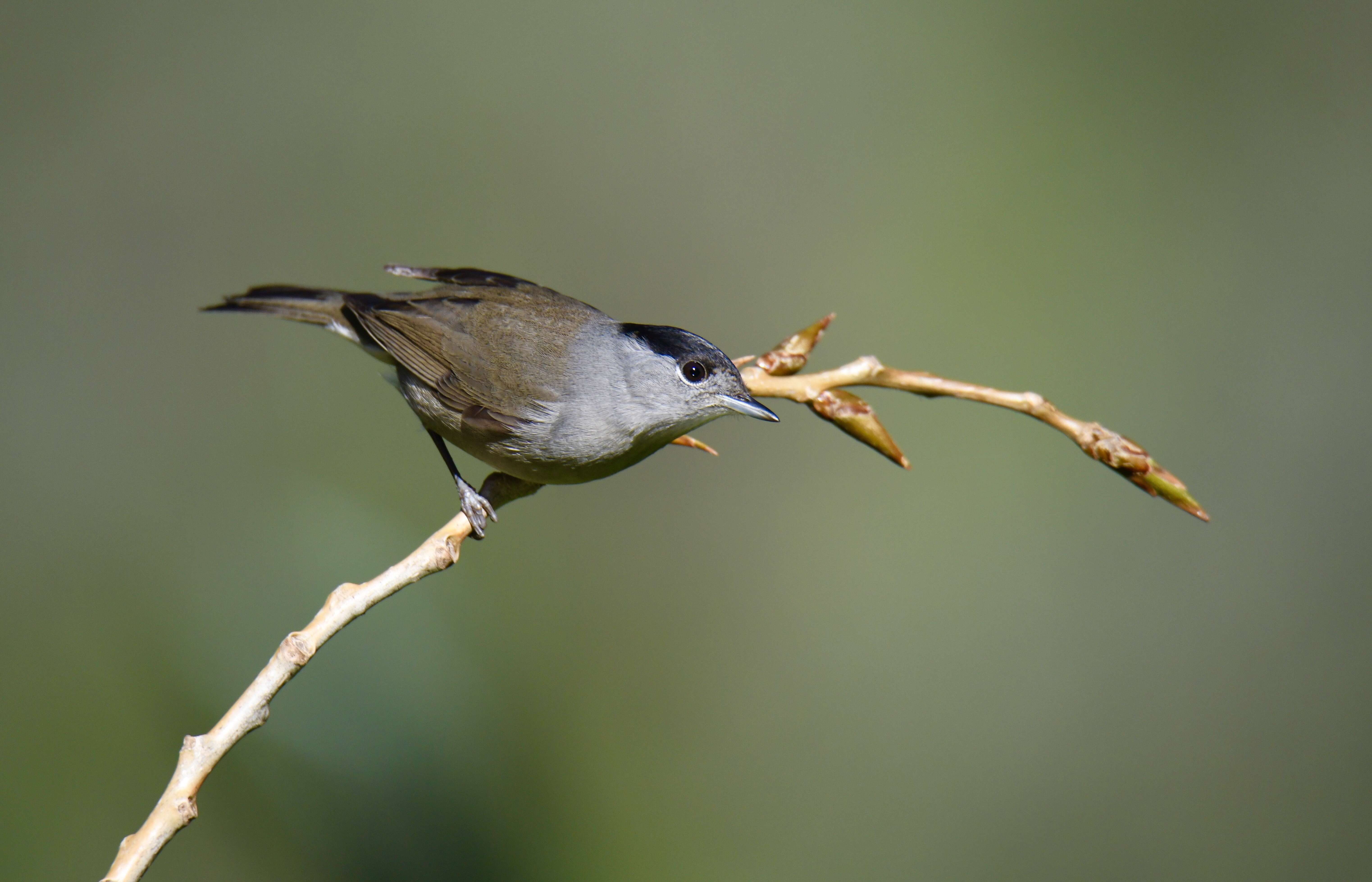 Imagem de Sylvia atricapilla (Linnaeus 1758)