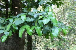 Image of Garcinia talbotii Raiz.