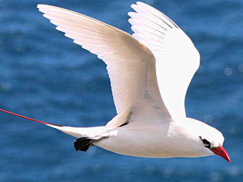 Image of Red-tailed Tropicbird