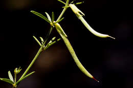 Image of Wright's deervetch