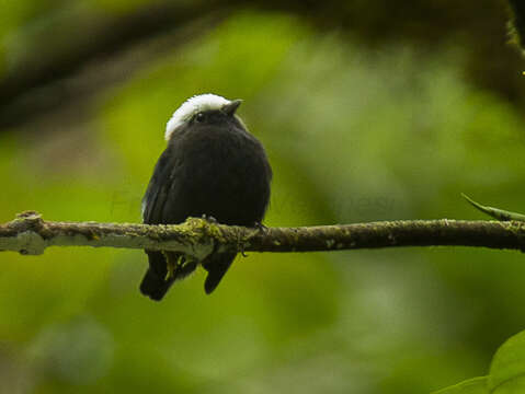 Image of Blue-rumped Manakin