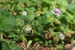 Слика од Pelargonium australe (Poir.) Jacq.