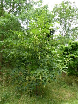 Image of Tilia nobilis Rehder & E. H. Wilson