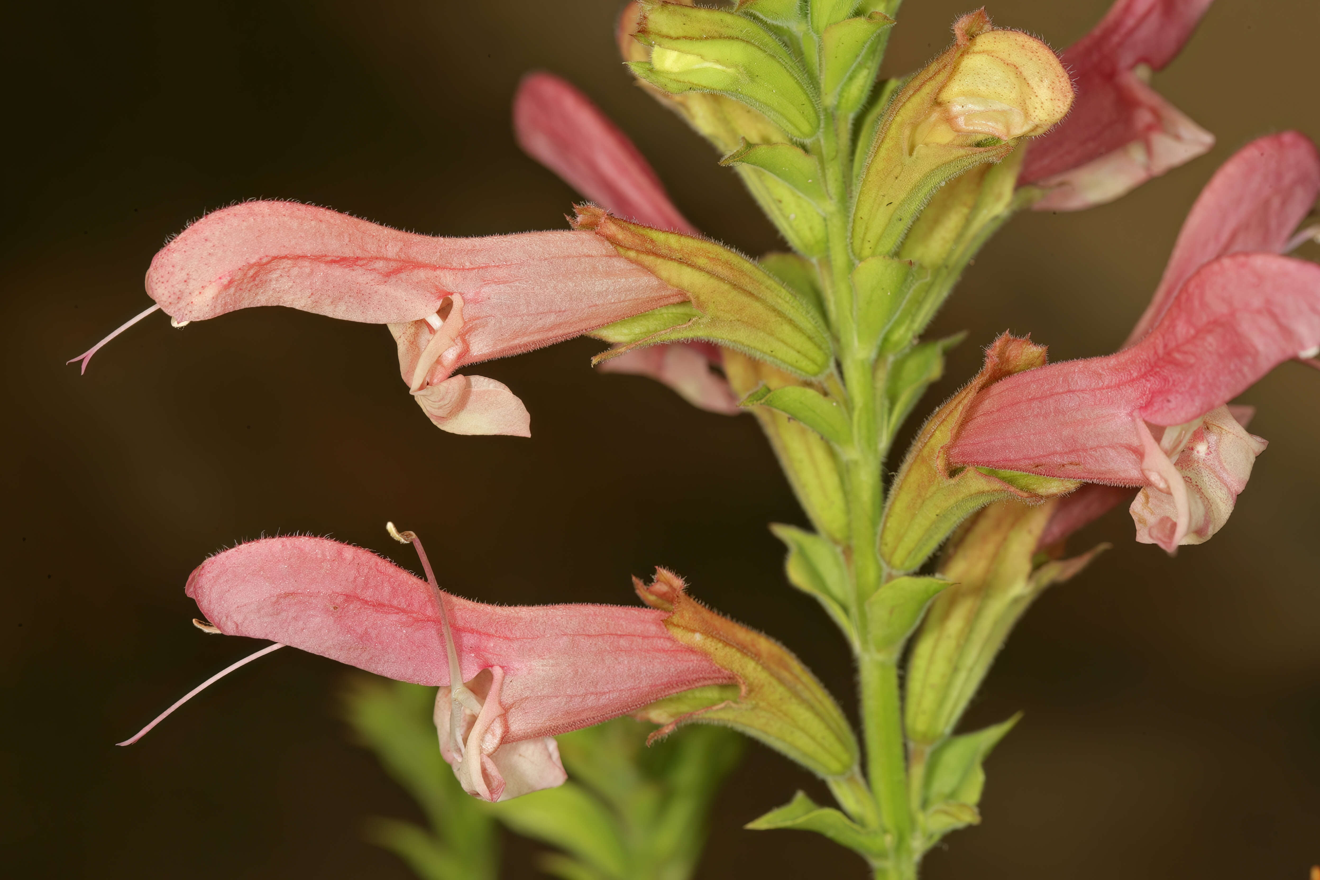 Imagem de Salvia thermarum van Jaarsv.