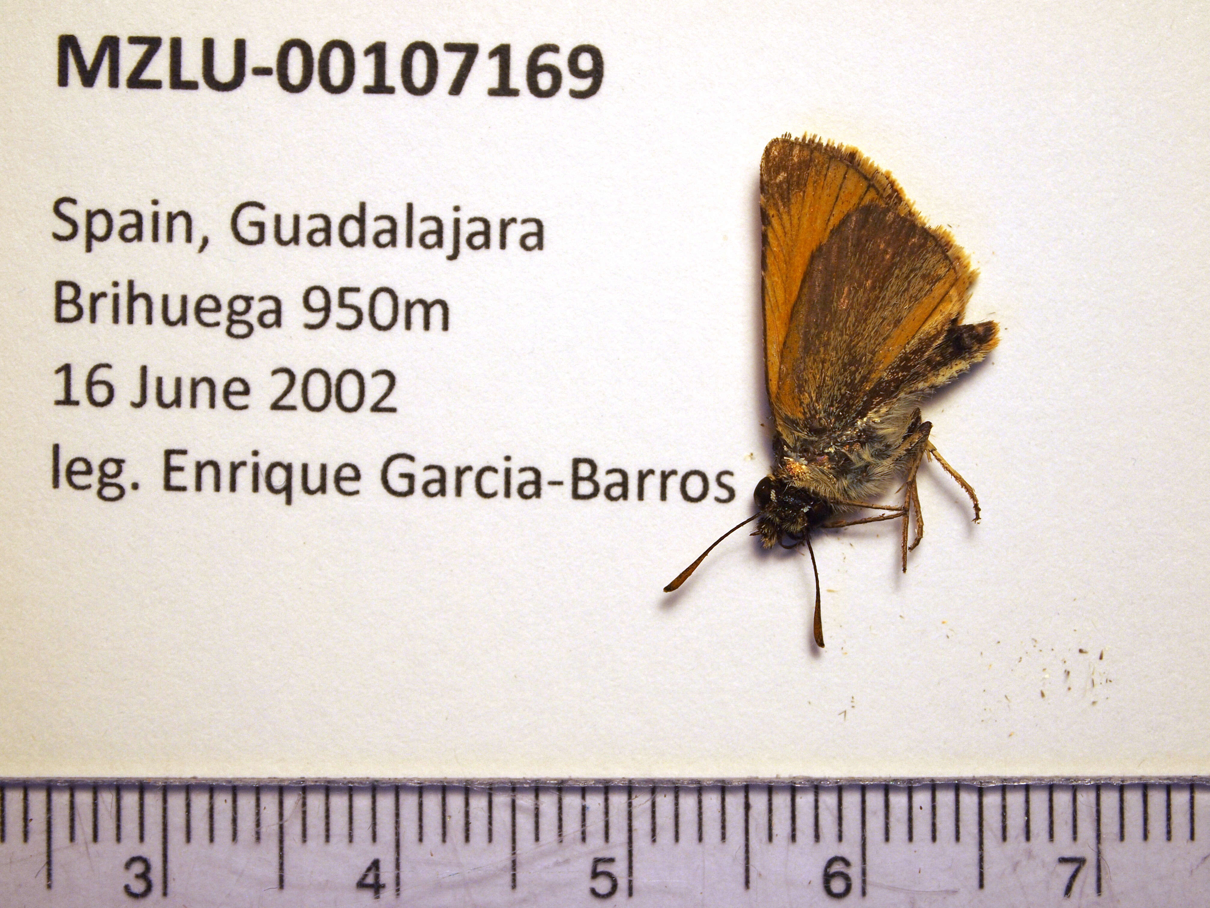 Image of small skipper