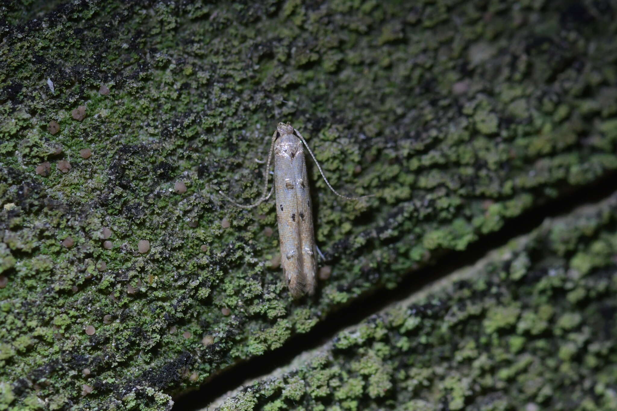 Image of Microcolona limodes Meyrick 1897