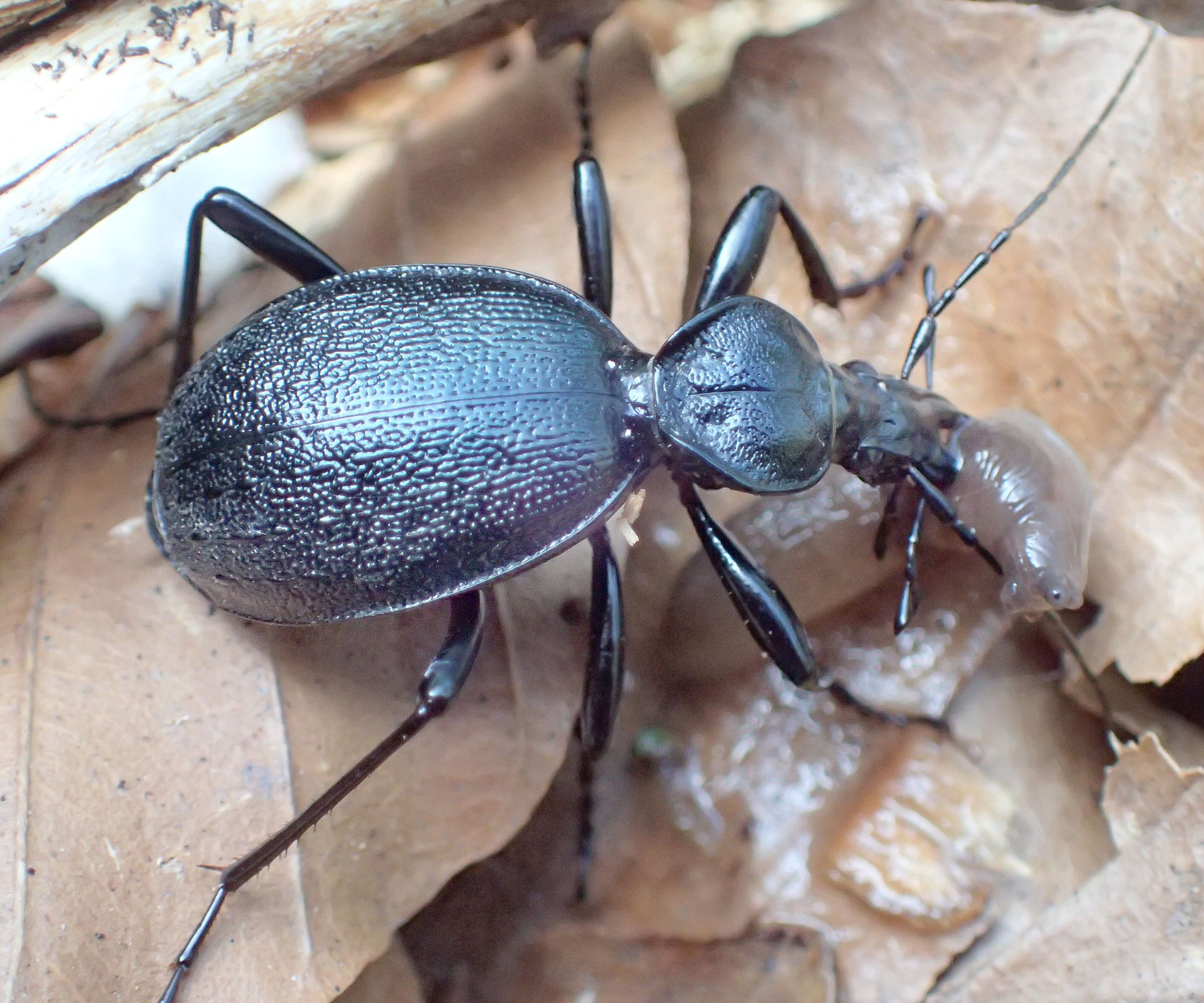 Imagem de Cychrus semigranosus Palliardi 1825