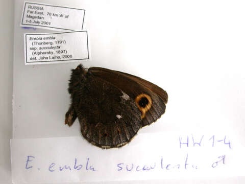 Image of Lapland Ringlet