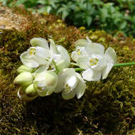 Imagem de Staphylea pinnata L.