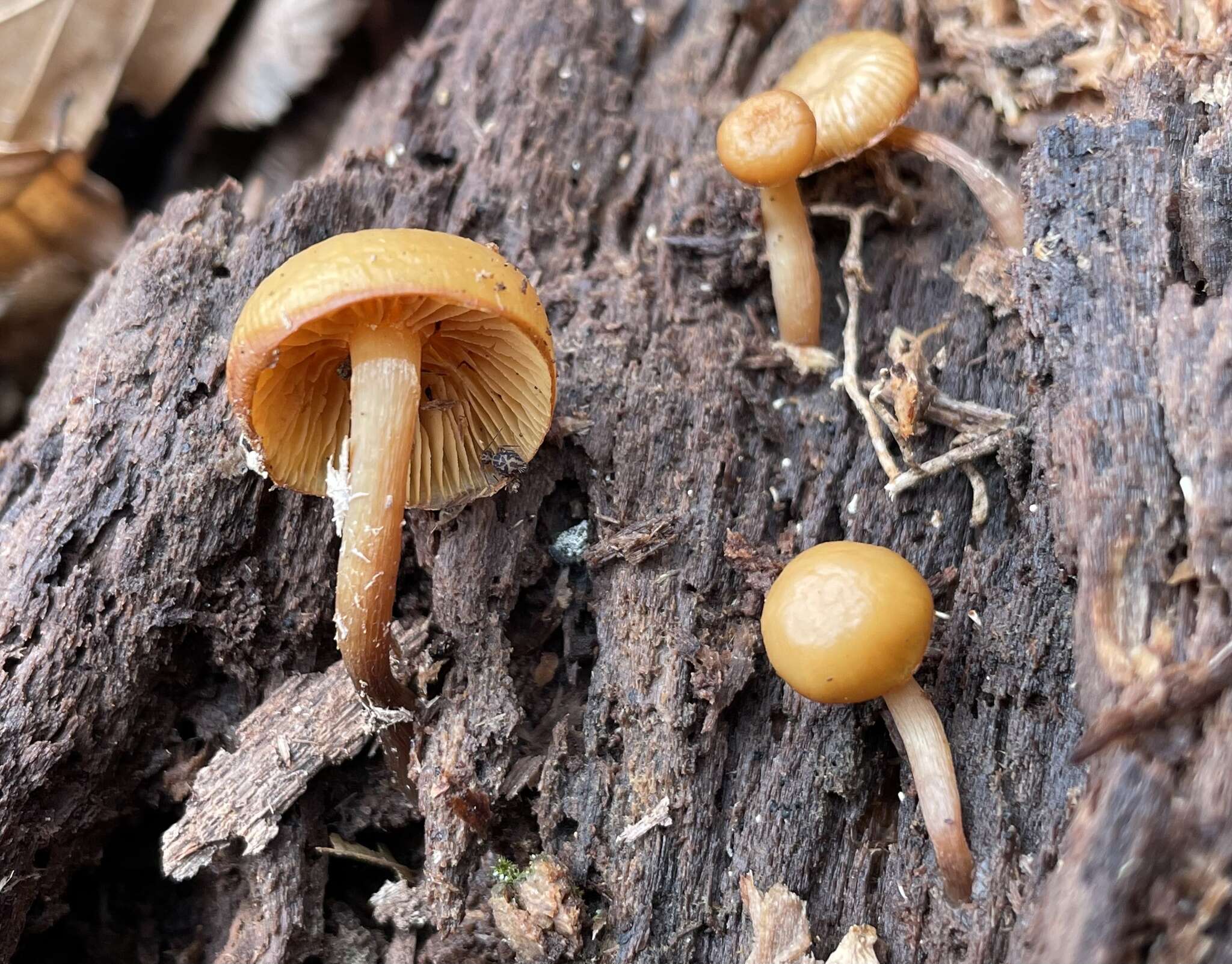 Image of Galerina marginata (Batsch) Kühner 1935