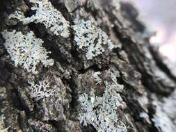 Image of rosette lichen