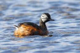 Image of White-tufted Grebe