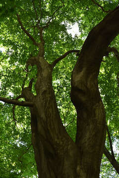 Image of Carpinus laxiflora (Siebold & Zucc.) Blume