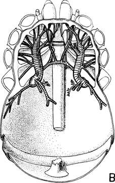 Image of Opilio parietinus (De Geer 1778)