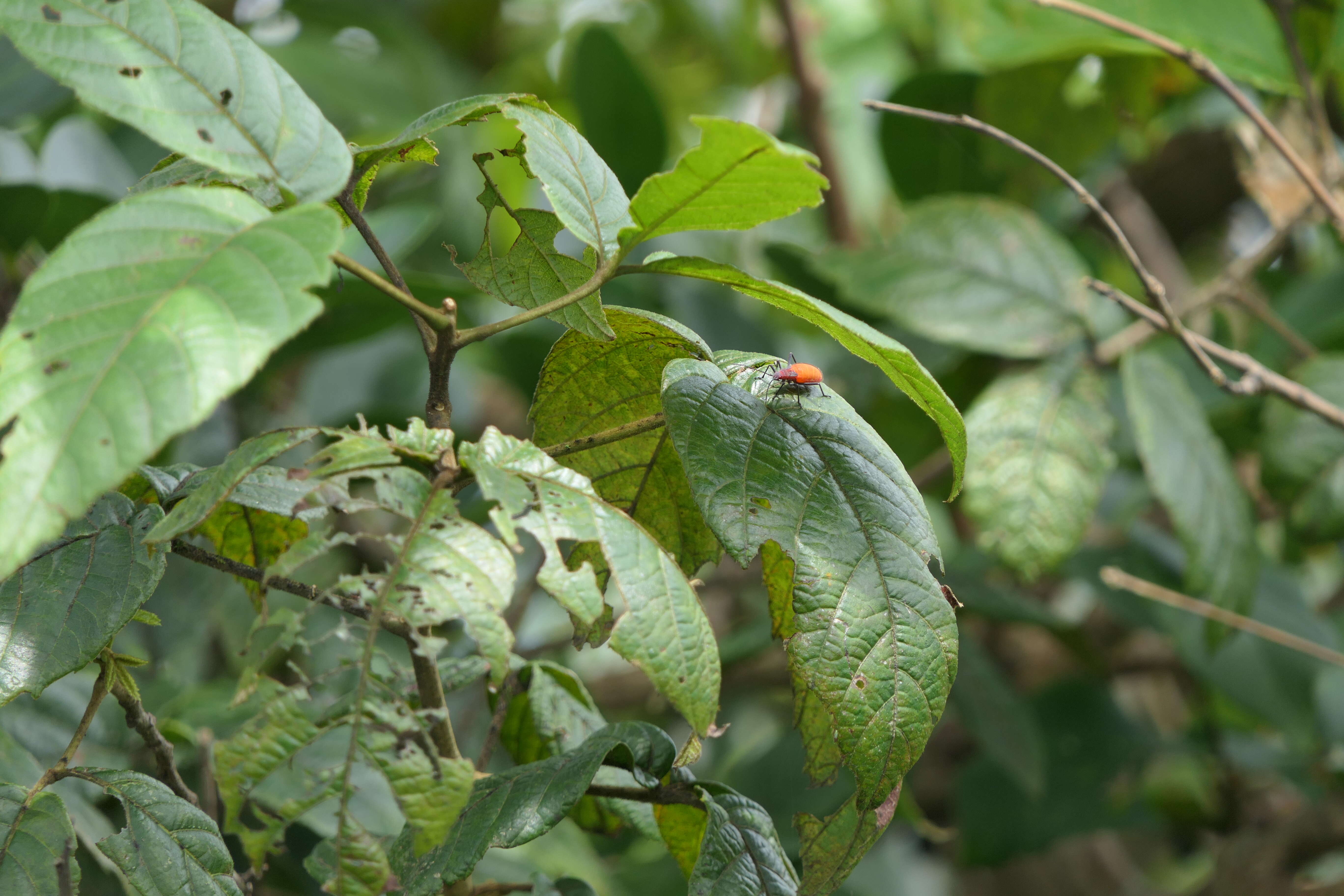 Leptocoris resmi