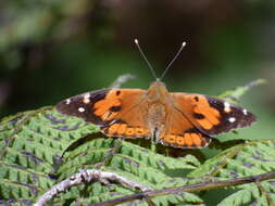 Image of Vanessa tameamea