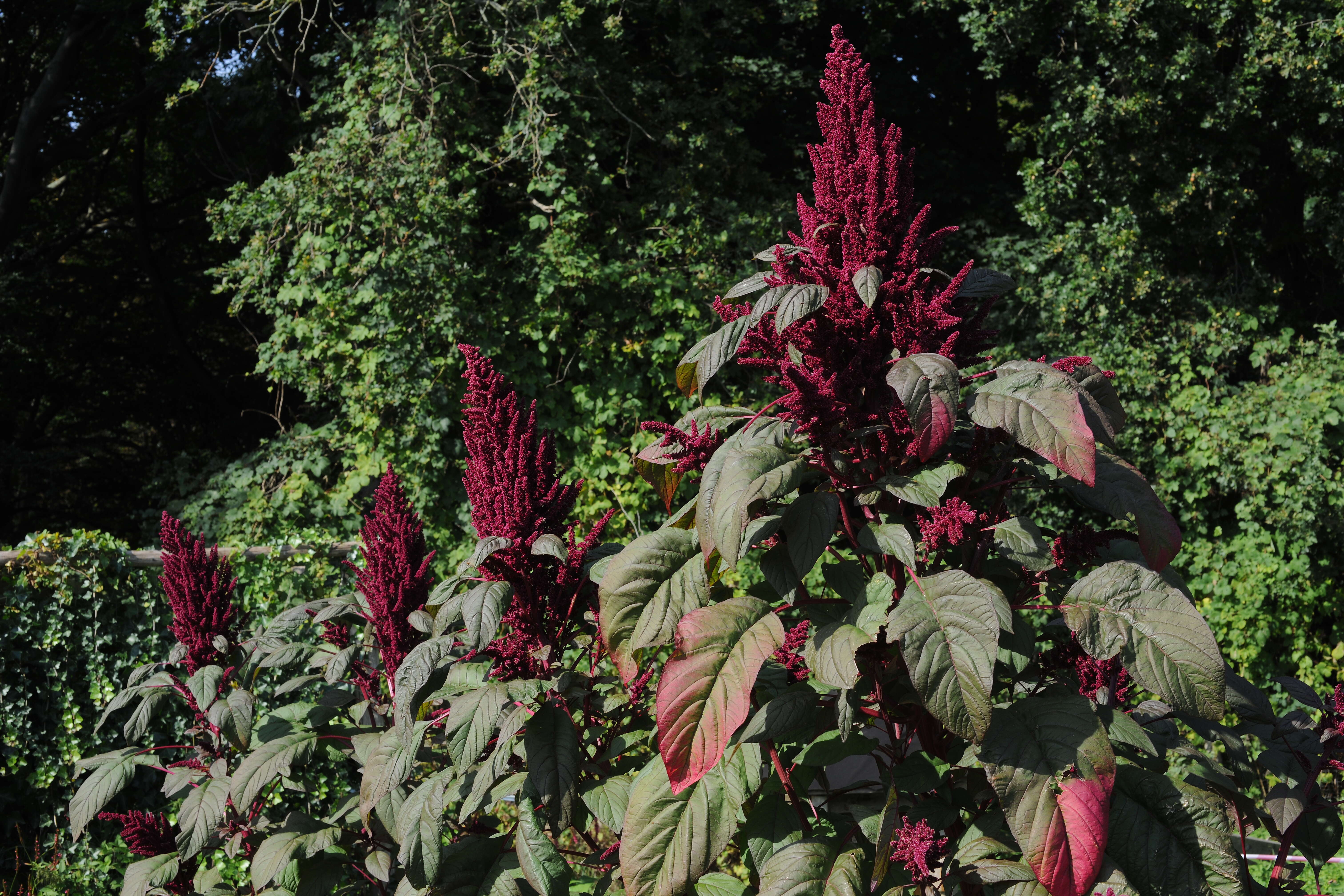 Imagem de Amaranthus caudatus L.