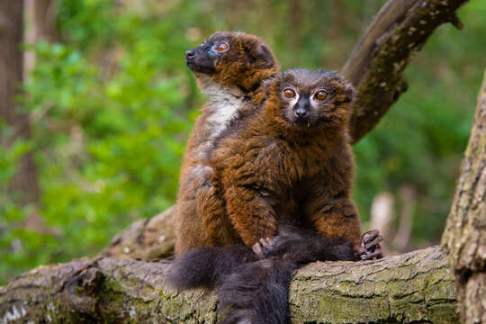 Image of Red-bellied Lemur