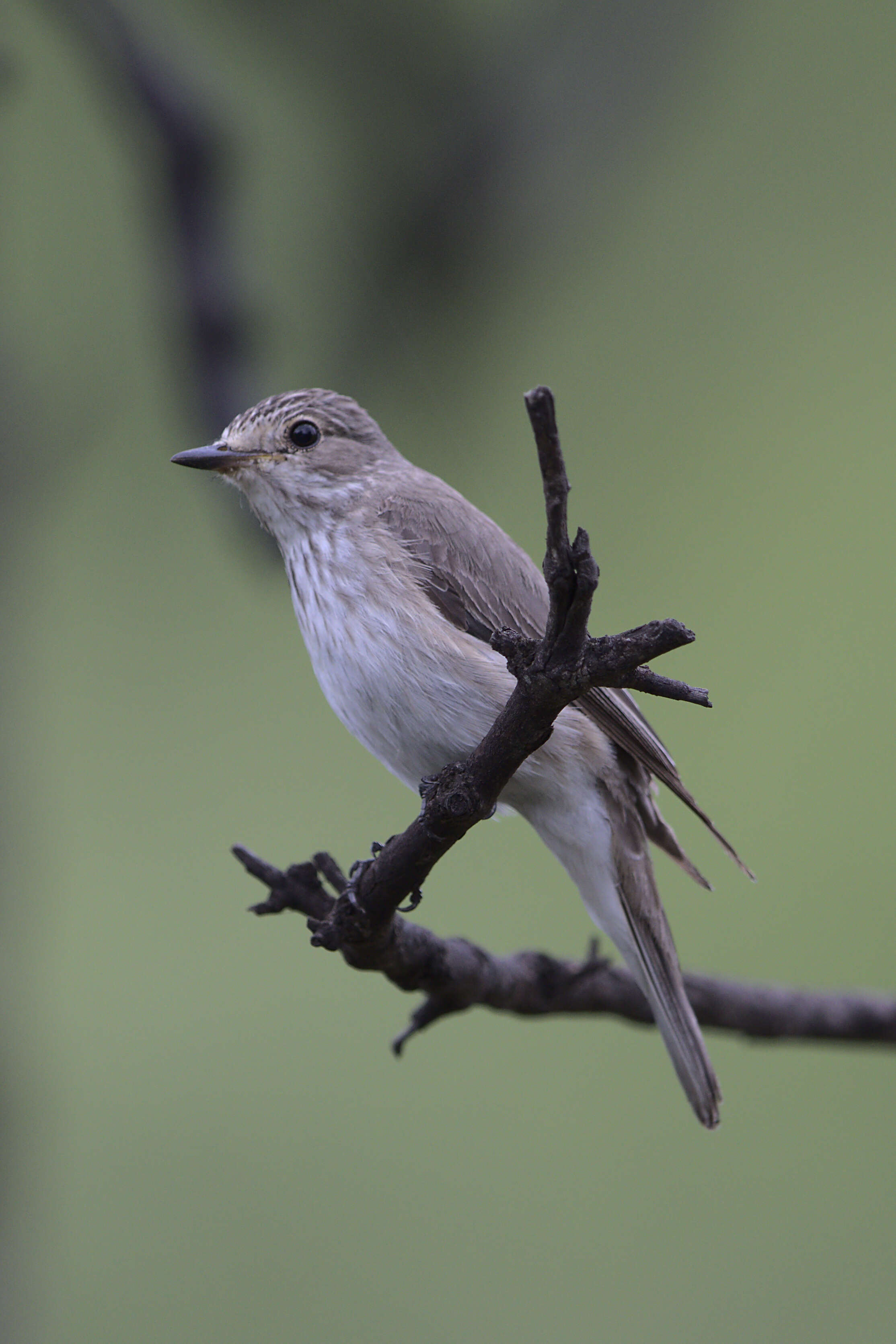 Image of Spotted Flycatcher