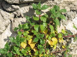 Image of pellitory-of-the-wall