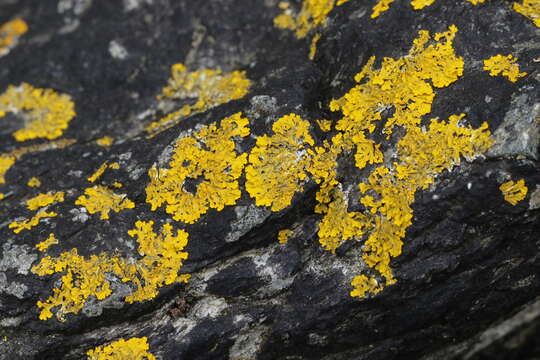 Image of Xanthoria aureola (Ach.) Erichsen