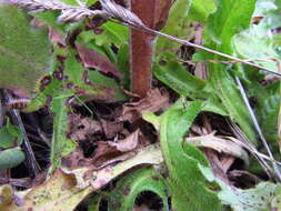 Image of clover broomrape