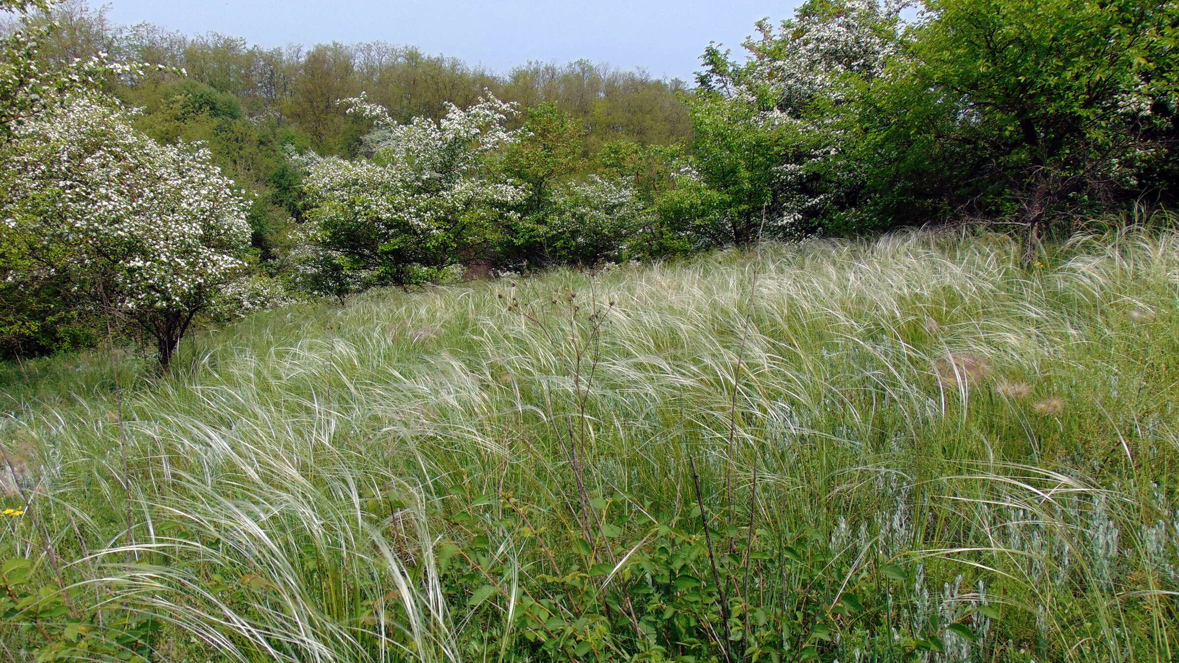 Image of European feather grass