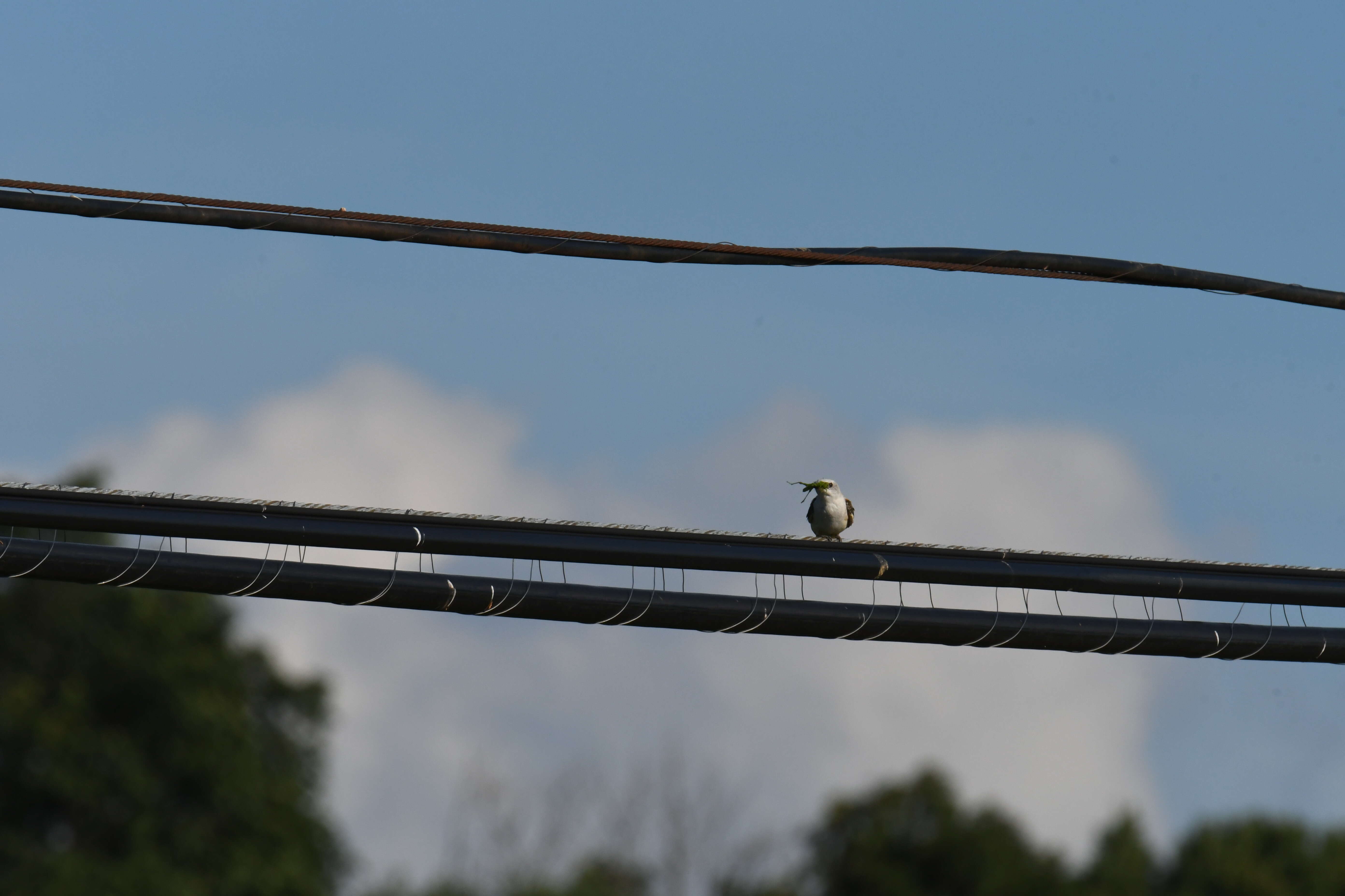 Image of Scissor-tailed Flycatcher