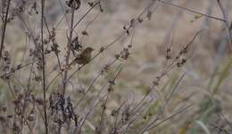 Image of Indigo Bunting