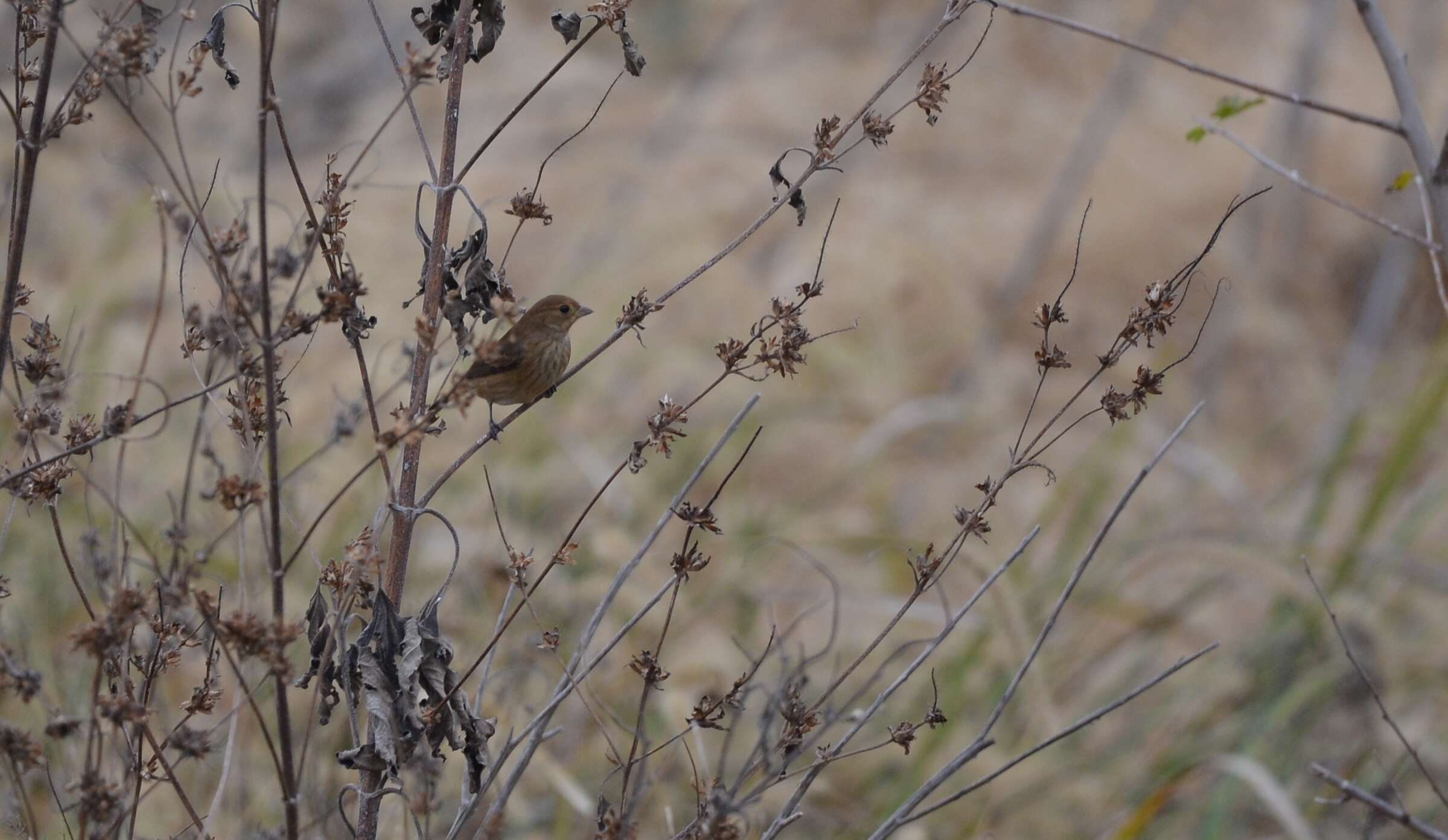 Image of Indigo Bunting