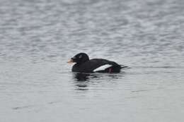 Image of Stejneger's Scoter