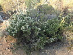 Imagem de Melaleuca cliffortioides Diels