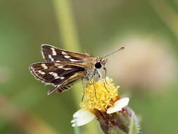 Image of Grey-veined Grass Dart