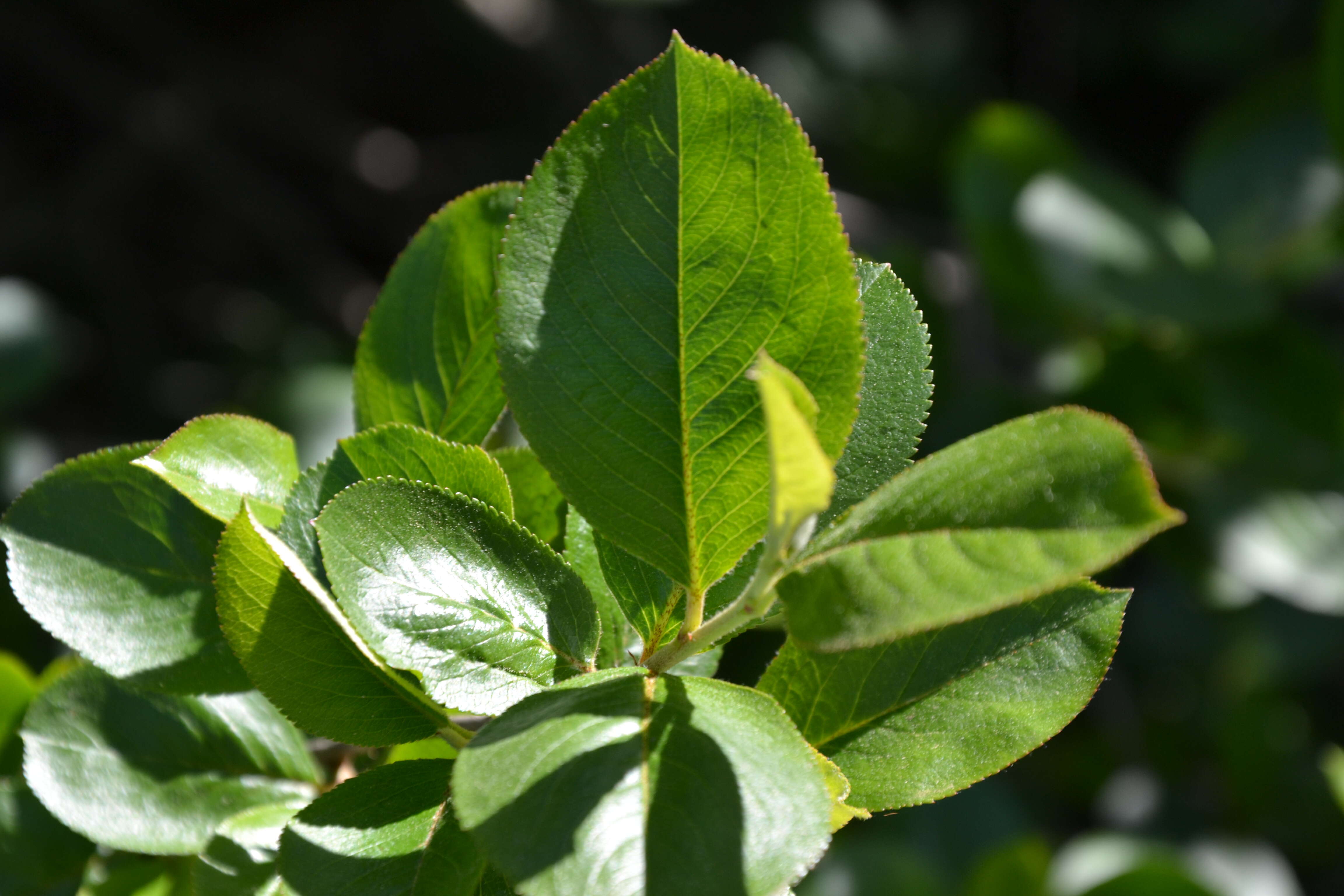 Plancia ëd Aronia melanocarpa (Michx.) Elliott