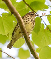 Image of Northern Waterthrush