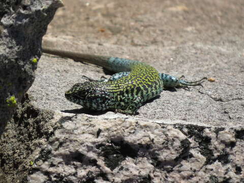 Image of Black-green Tree Iguana