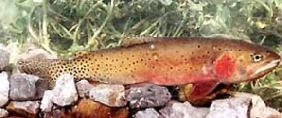 Image of Oncorhynchus clarki utah