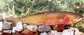 Image of Oncorhynchus clarki utah