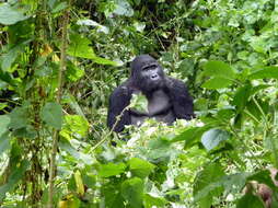 Image of Mountain Gorilla