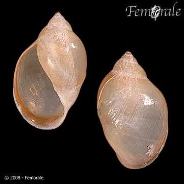Image of Physella