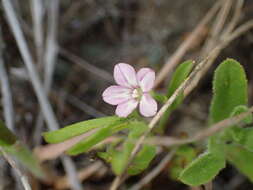 Image of Convolvulus simulans Perry