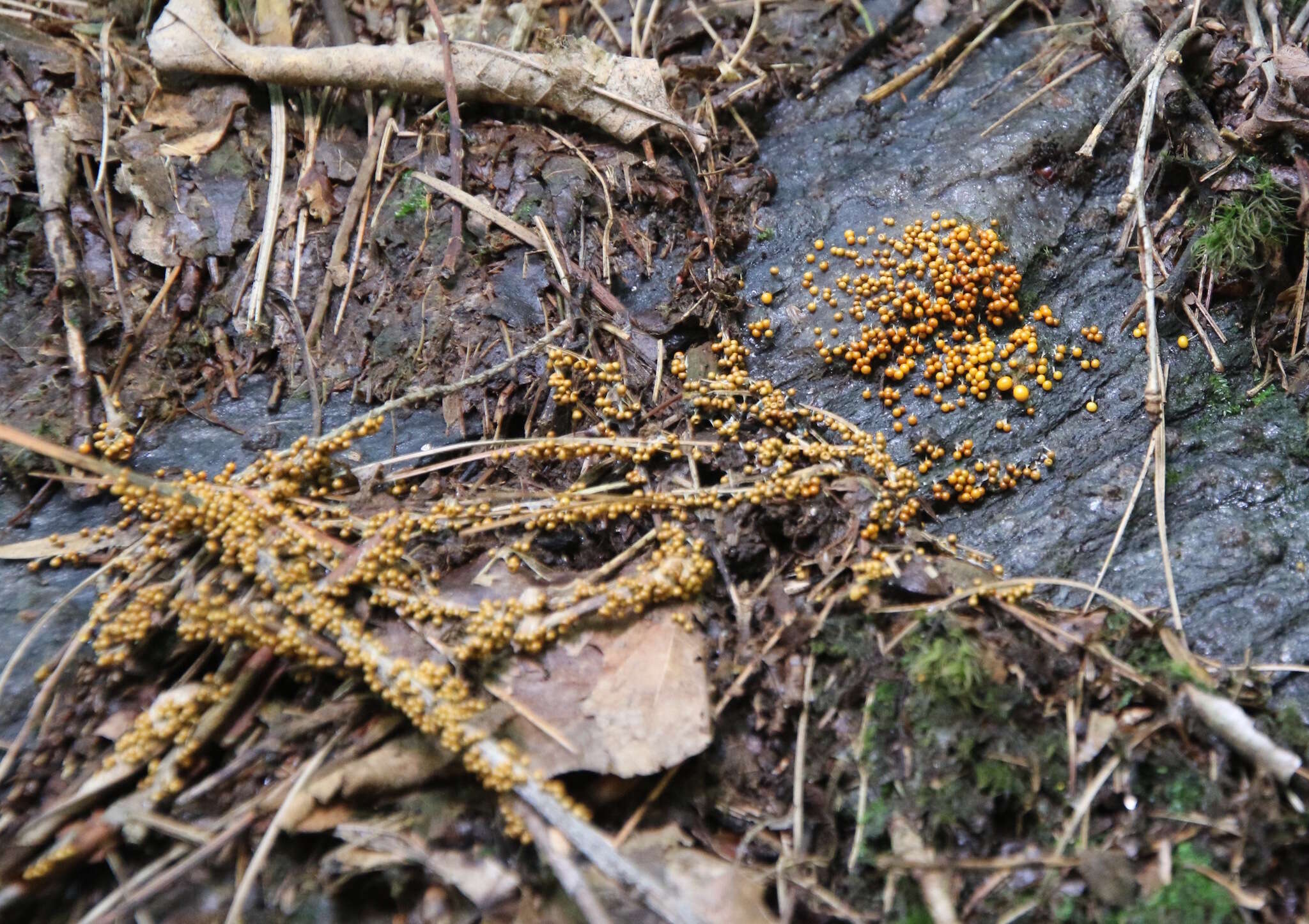 Image of Egg-shell Slime Mould