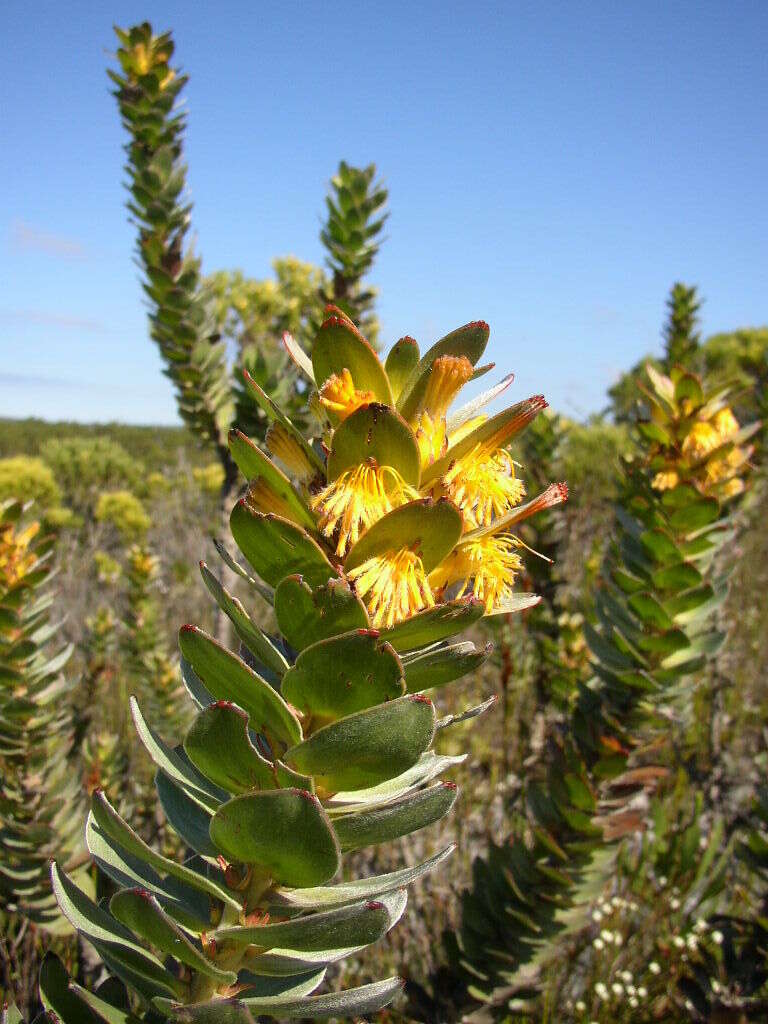 Imagem de Mimetes saxatilis Philips