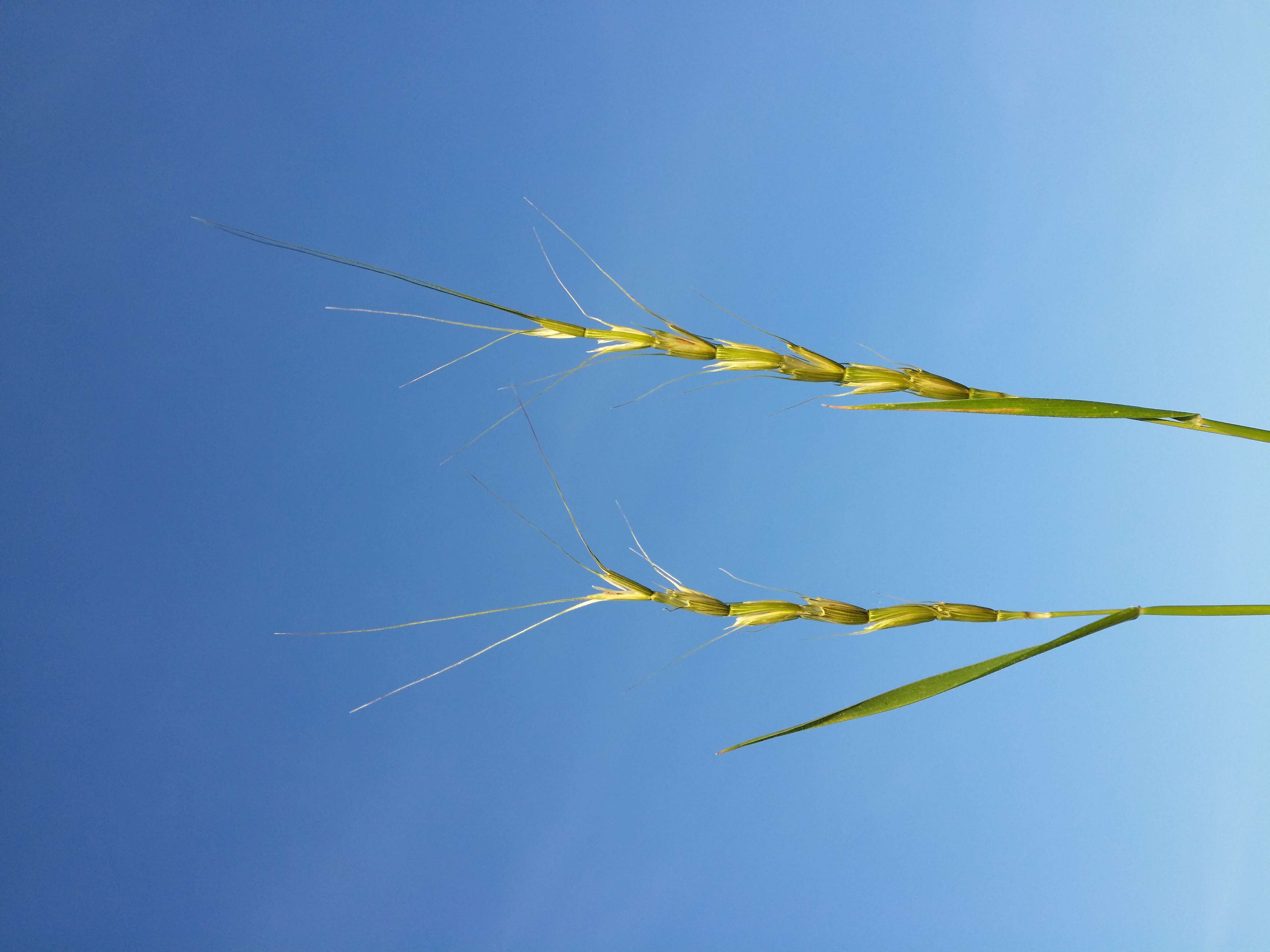 Plancia ëd Aegilops cylindrica Host