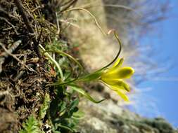 Image of star of Bethlehem