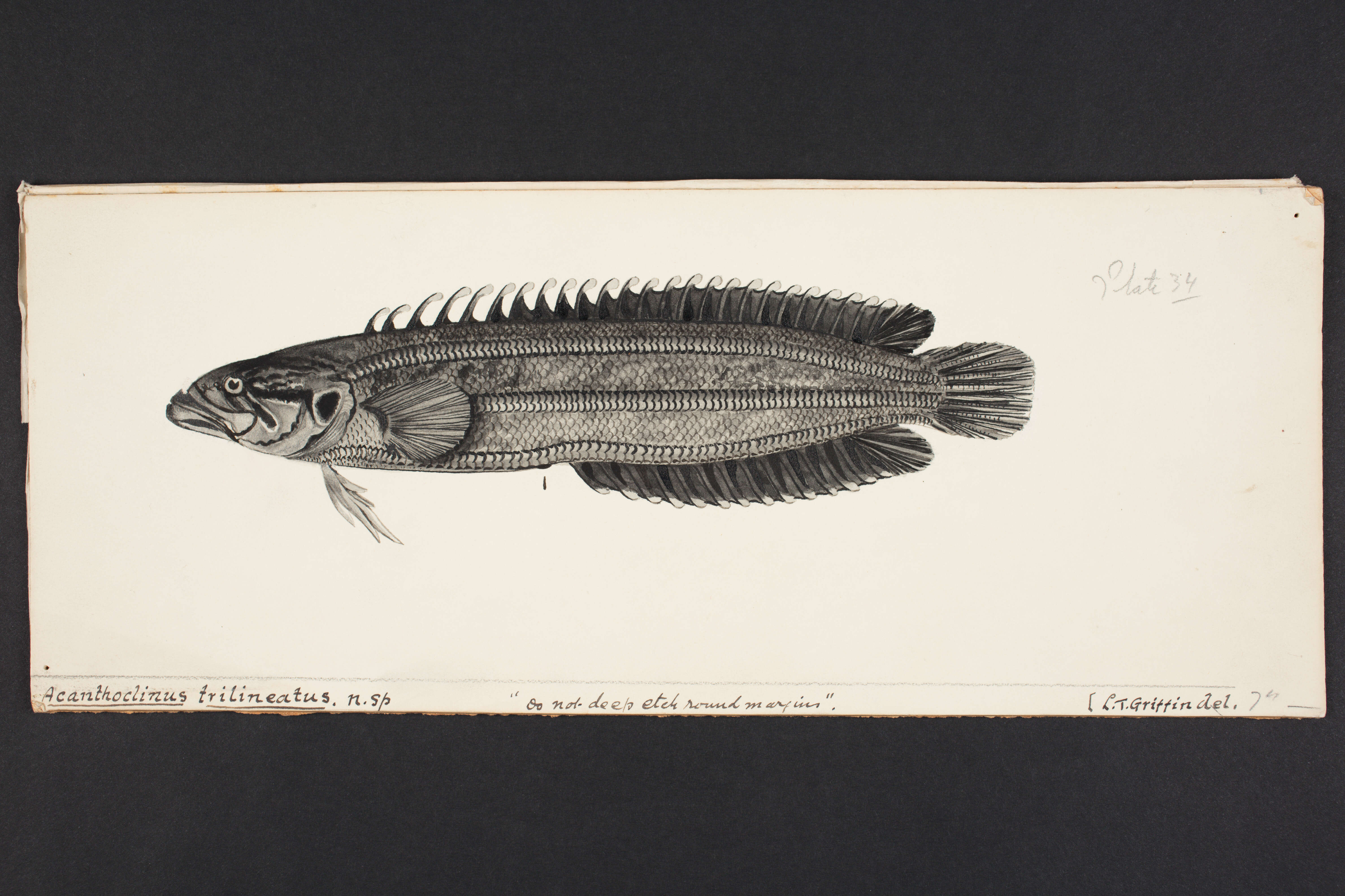 صورة Acanthoclinus littoreus (Forster 1801)