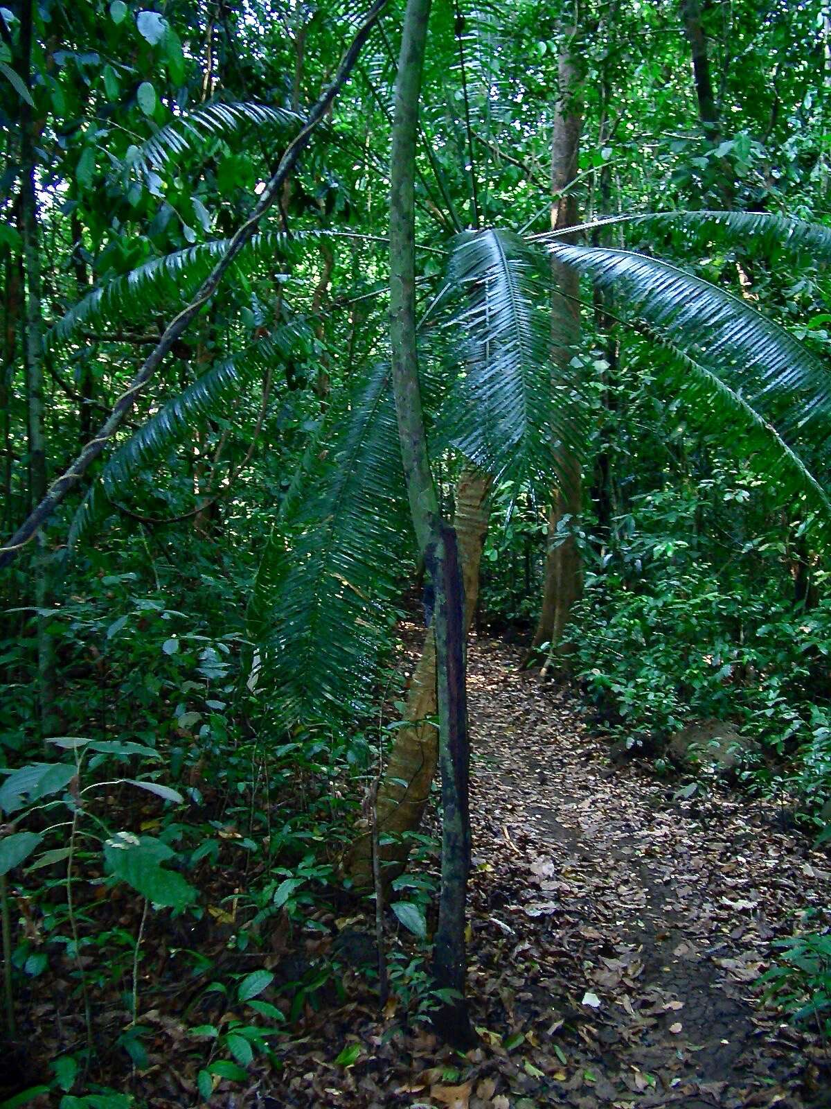 Image of Cycas inermis Lour.