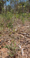 Image of comet grass